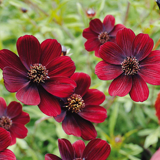 Cosmos 'chocamocha' godet de 7/8 cm