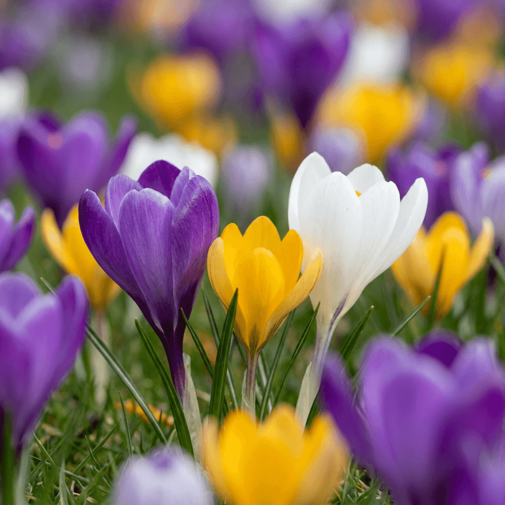 Crocus en mélange (crocus) - calibre 7/8 - 280 bulbes