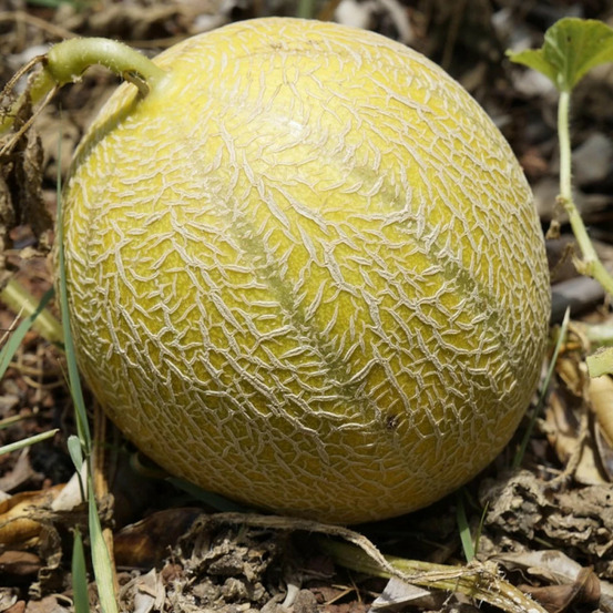 Plant de melon diego hf1 godet