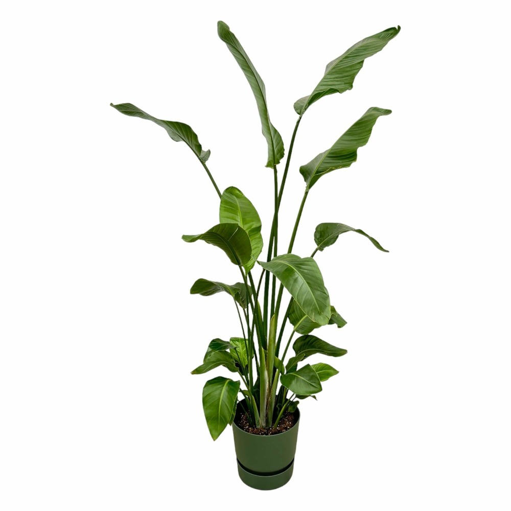 Strelitzia nicolai 170 cm et son pot vert + reservoir - hauteur 170cm