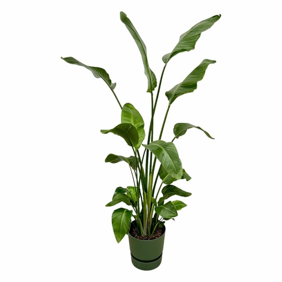Strelitzia nicolai 170 cm et son pot vert + reservoir - hauteur 170cm