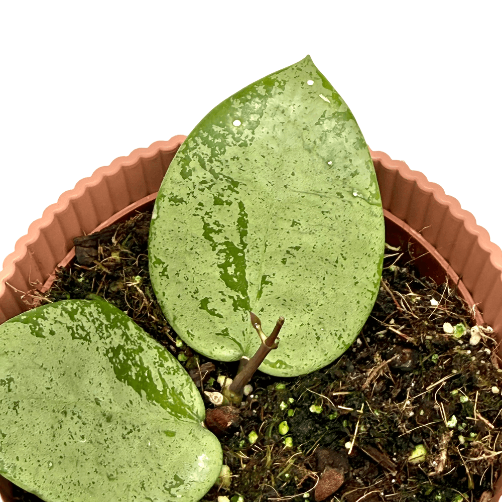Hoya parasitica silver - pot de 10,5cm