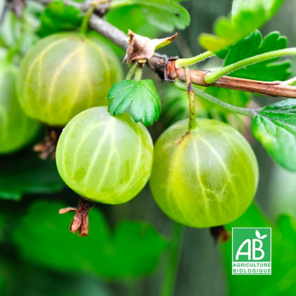 Groseillier à maquereau blanc