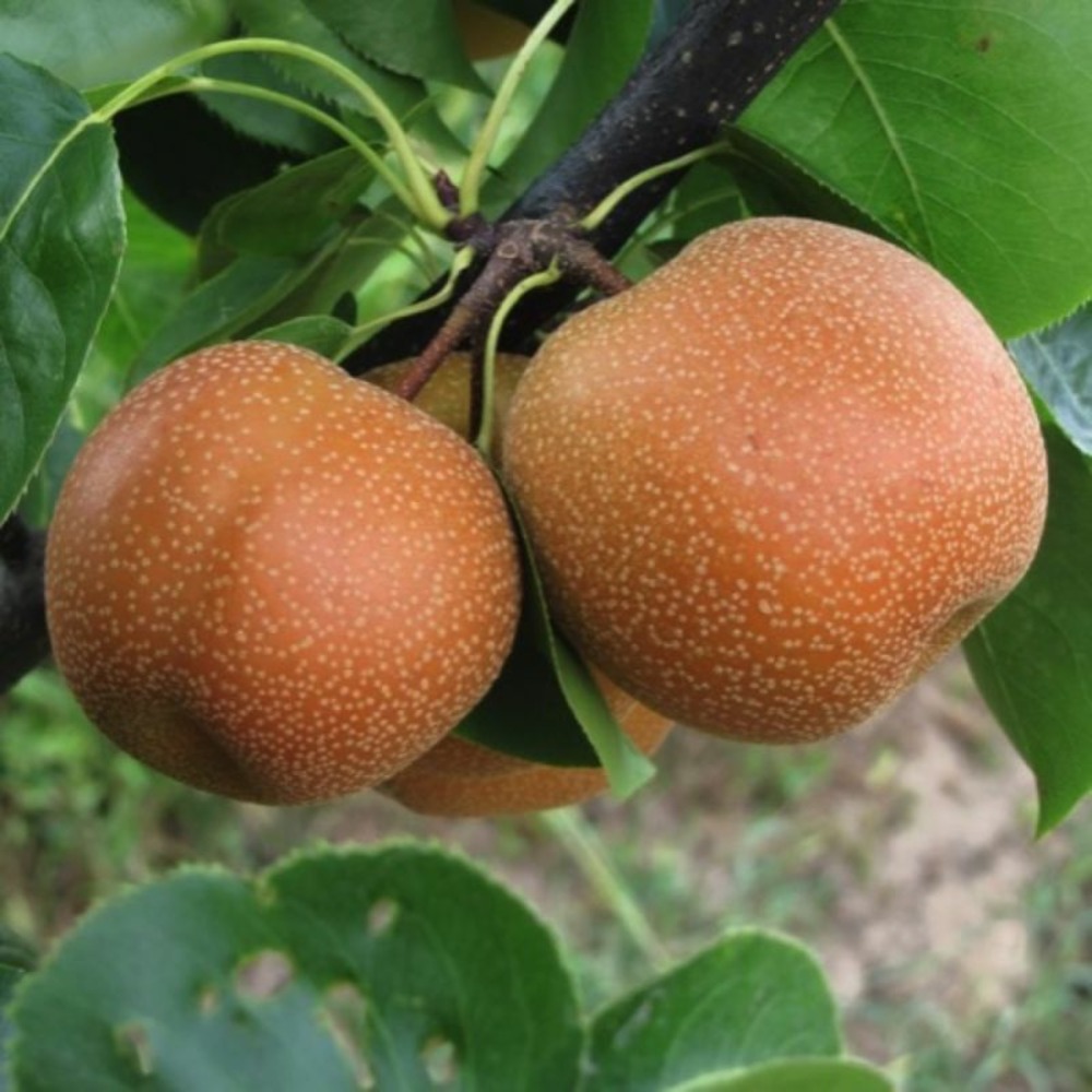 Nashi 'hosui' (pyrus pyrifolia 'hosui')