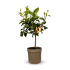 Bergamote - agrume méditerranéen - arbre fruitier - ↕ 75-85 cm - ⌀ 22 cm