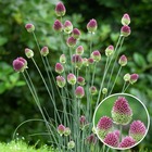 Allium sphaerocephalon - bulbes x100 - allium sphérocéphale - bulbes à fleurs pour jardin, terrasse ou balcon