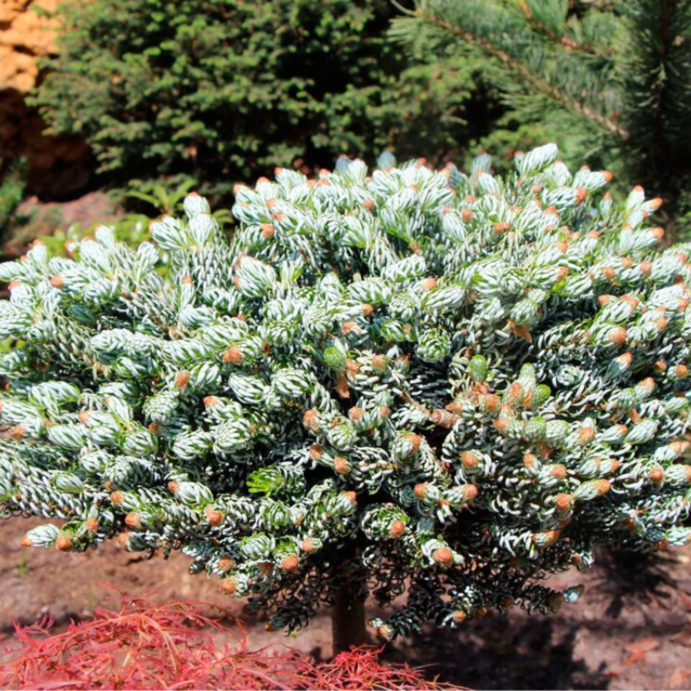 Sapin de corée kohouts icebreaker - abies koreana kohouts icebreaker 35/40cm pot 11l
