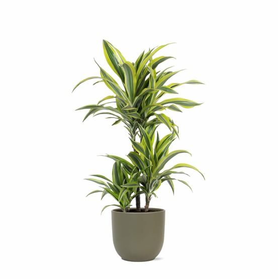 Dracaena lemon lime et son pot olive - hauteur 65cm