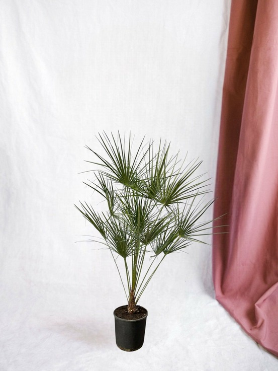 Chamaerops humilis 160cm - plante d'intérieur