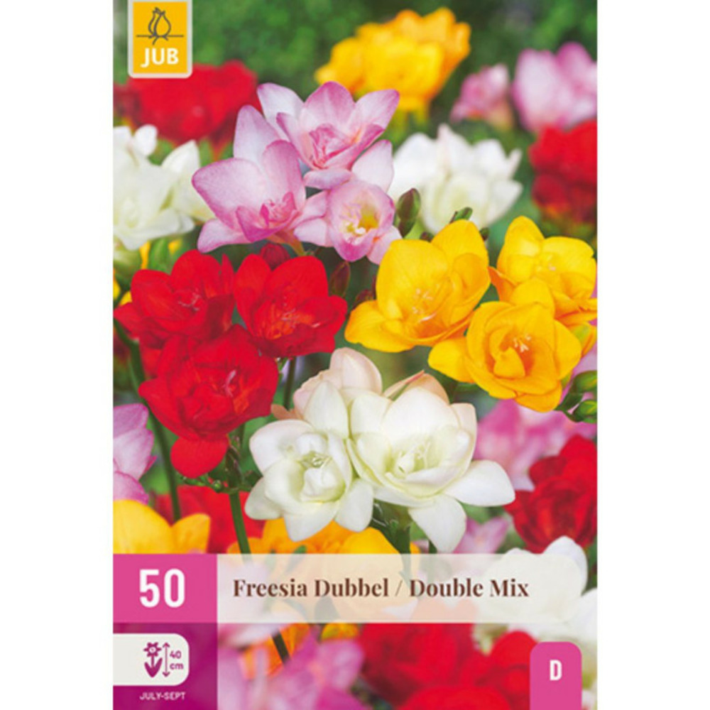 Melange de 50 freesias double multicolore