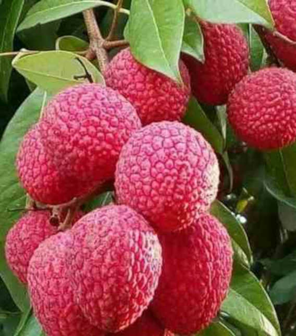 Litchi sinensis variété wai chee pot de 7 litres - 40/60 cm