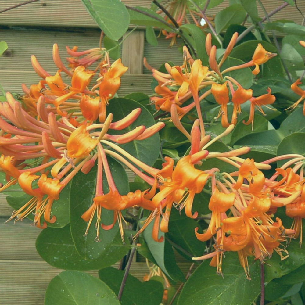 Chèvrefeuille de brown mandarin® godet - 5/20 cm