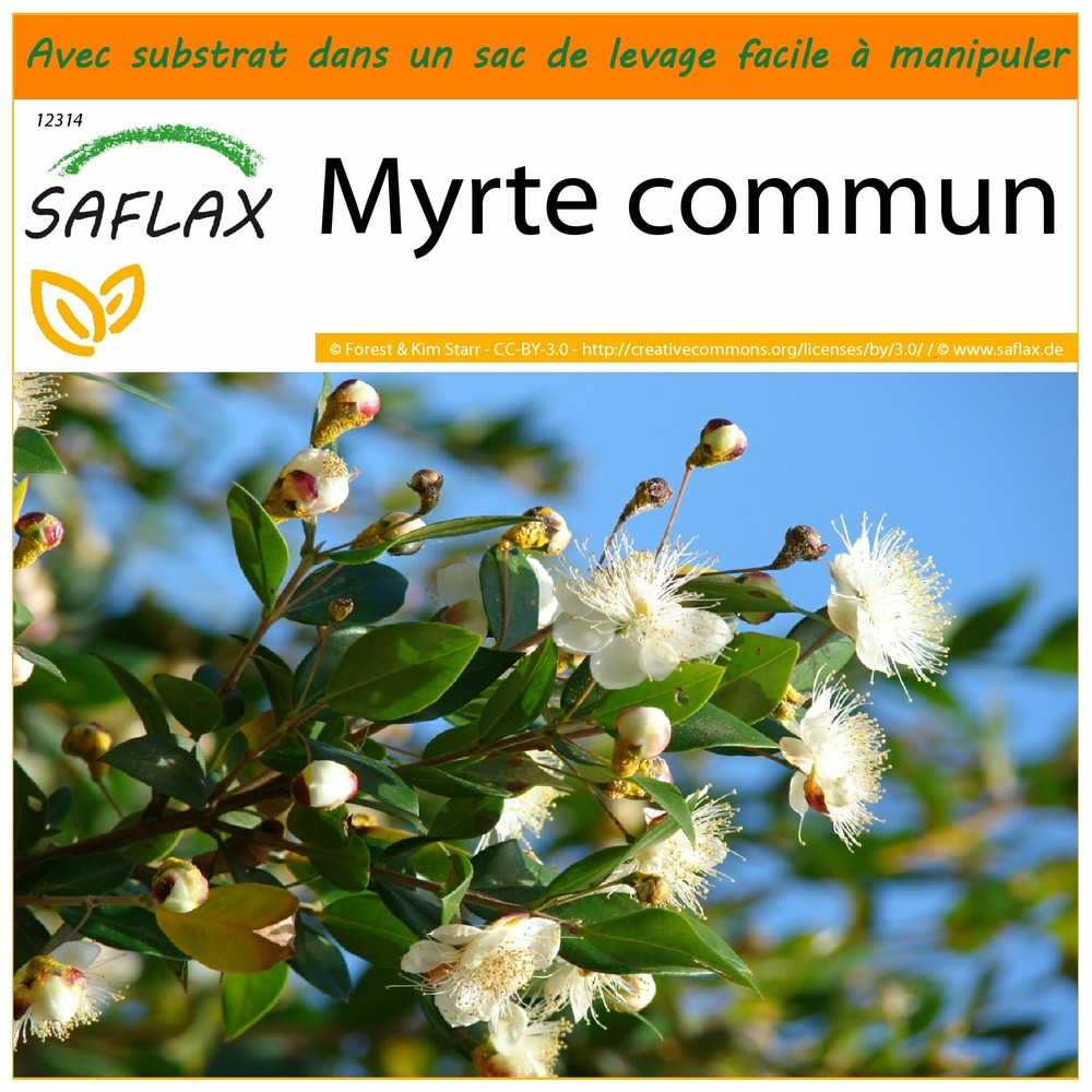 Garden in the bag - myrte commun - 30 graines - myrtus communis