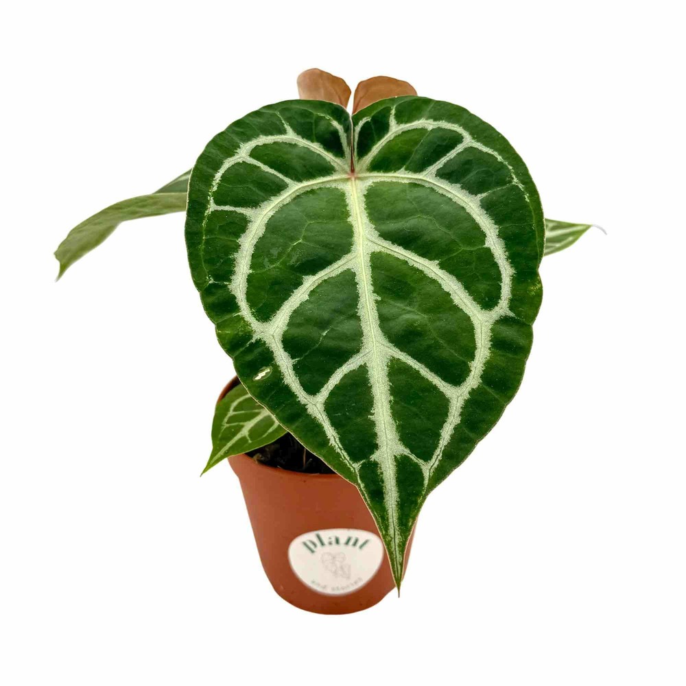 Anthurium crystallinum - pot de 12cm