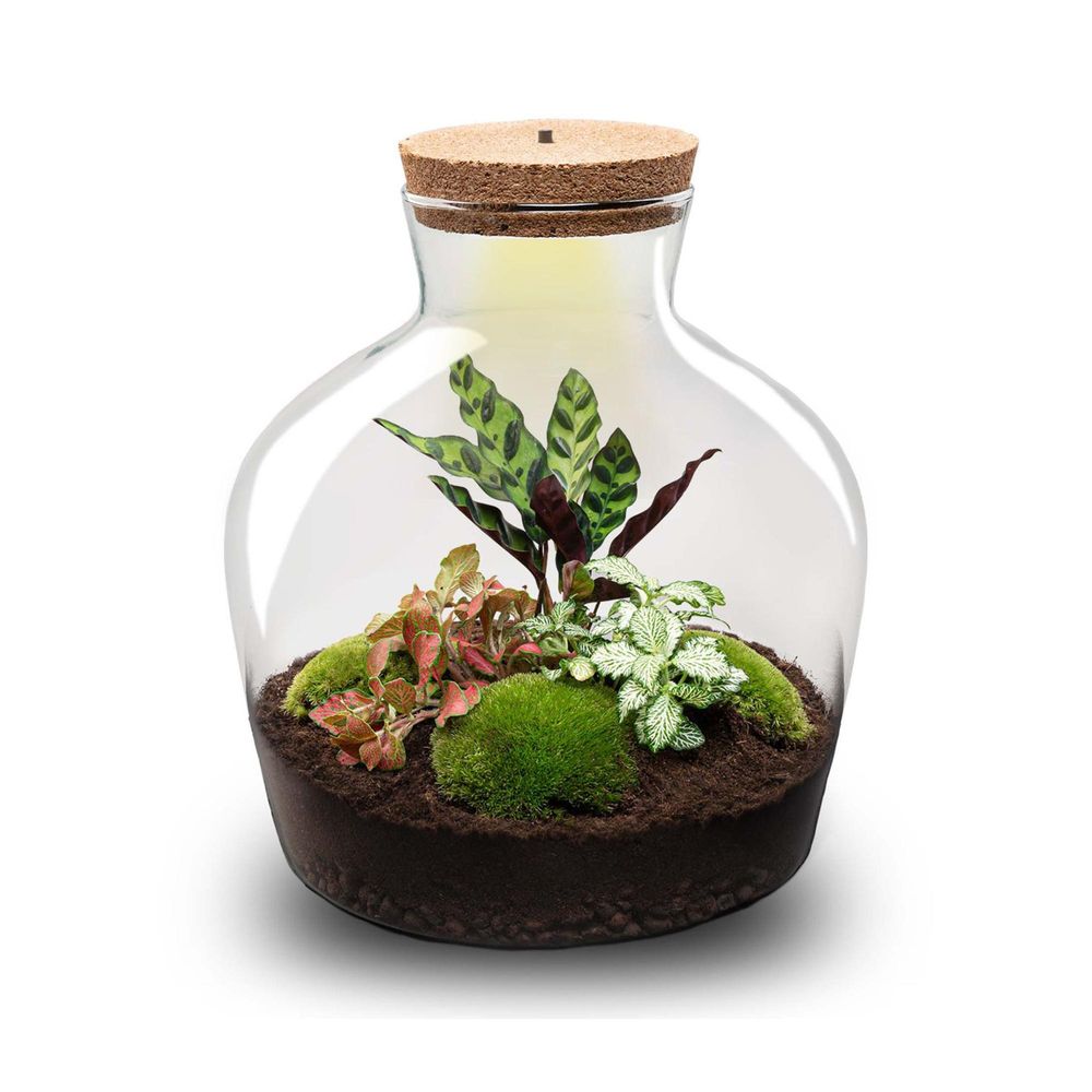 Terrarium à composer bouteille en verre recyclé - ø29-h30cm - sans outils - calathea fittonia - terrarium diy