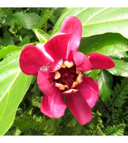 Arbre pompadour 'aphrodite®' pot de 2l/3l