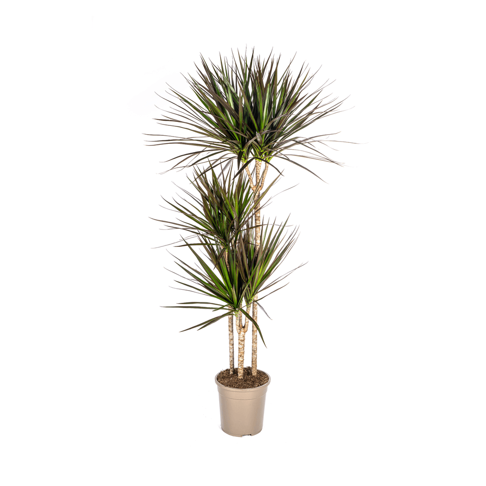 Dracaena marginata magenta ø24cm - ↕130 - 150cm - plantes d'intérieur