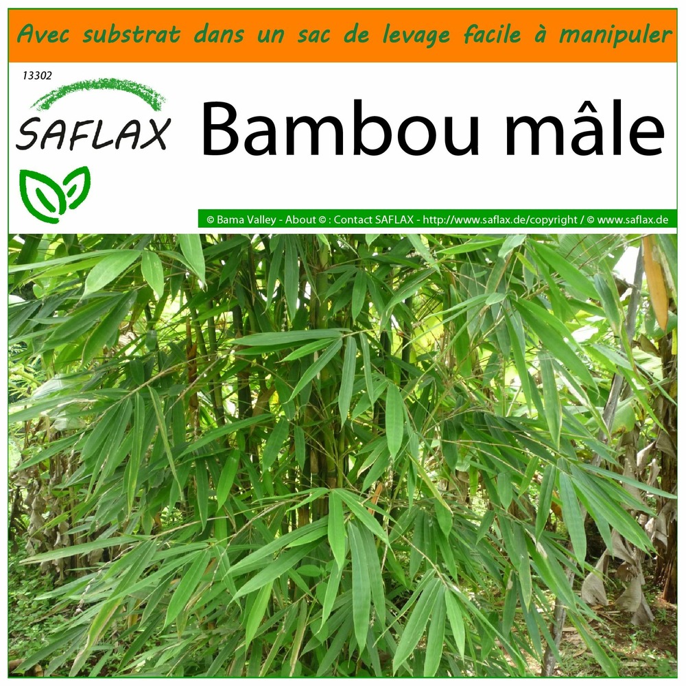 Garden in the bag - bambou mâle - 50 graines - dendrocalamus strictus