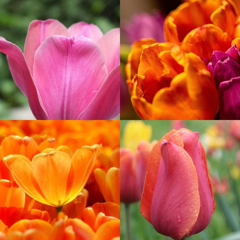 Bulbe de tulipe variées bollywood sachet de 20 bulbes