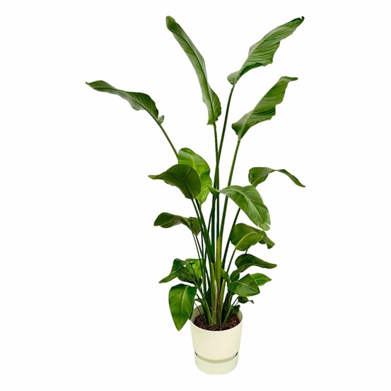 Strelitzia nicolai 170 cm et son pot blanc + reservoir - hauteur 170cm