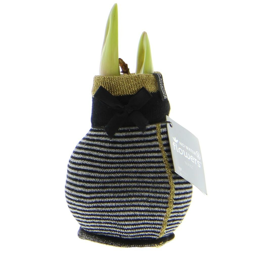 Bulbe d'amaryllis dans les chaussettes d'hiver 