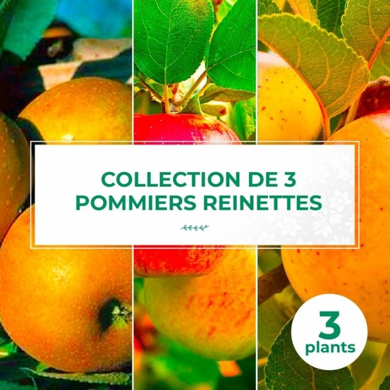Collection 3 pommiers 'reinette'