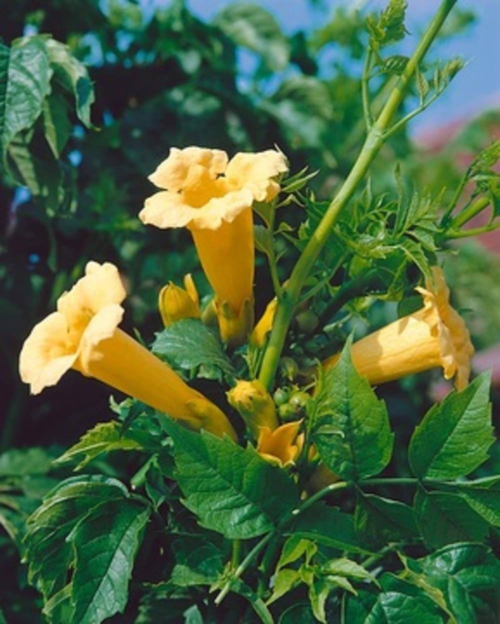 Campsis yellow trompet - pot 4 l