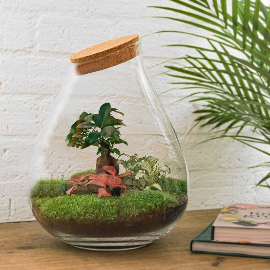 Lot de 3 - terrarium en kit bonsaï + 4 outils - h37 cm - ø37 cm