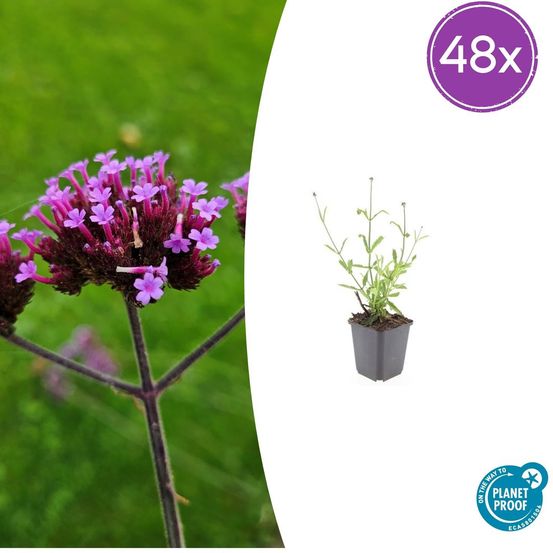 Lot de 48 - verbena bon. 'lollipop' - h10-25 cm