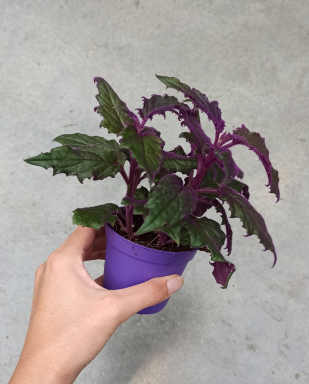 Gynura aurantiaca purple passion - ortie feuilles de velours violettes medium d. 9cm h. 7cm - plante d'intérieur