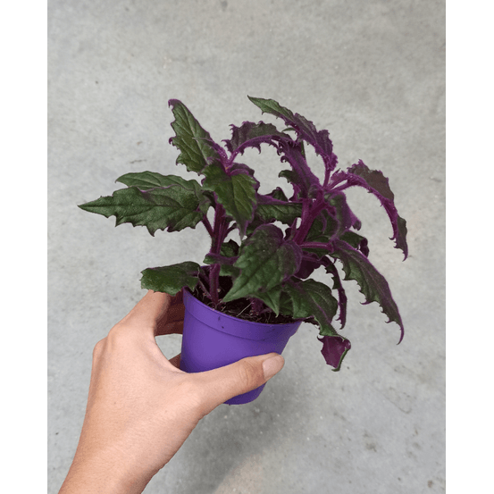 Gynura aurantiaca purple passion - ortie feuilles de velours violettes medium d. 9cm h. 7cm - plante d'intérieur
