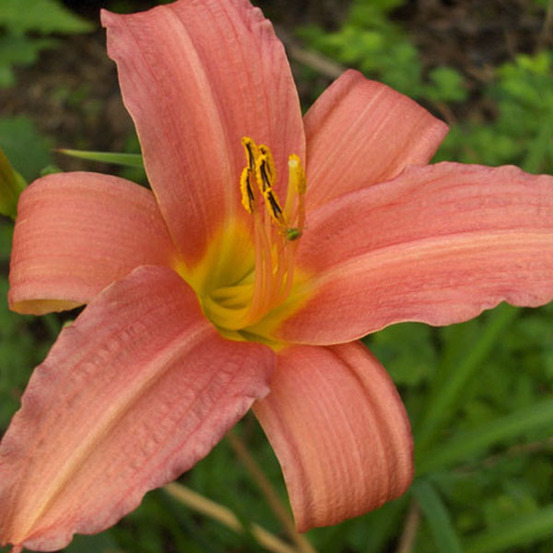 6 x lis d'un jour 'pink damask' - hemerocallis 'pink damask' - godet 9cm x 9cm