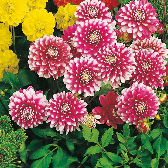 Dahlia musette - 2 bulbes