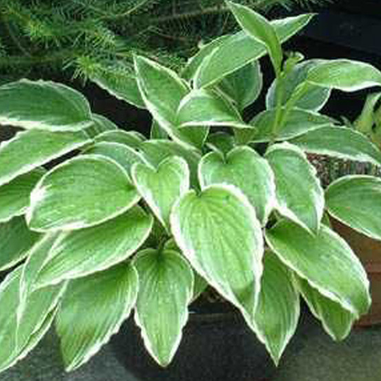 6 x hosta crispula - hosta crispula - godet 9cm x 9cm