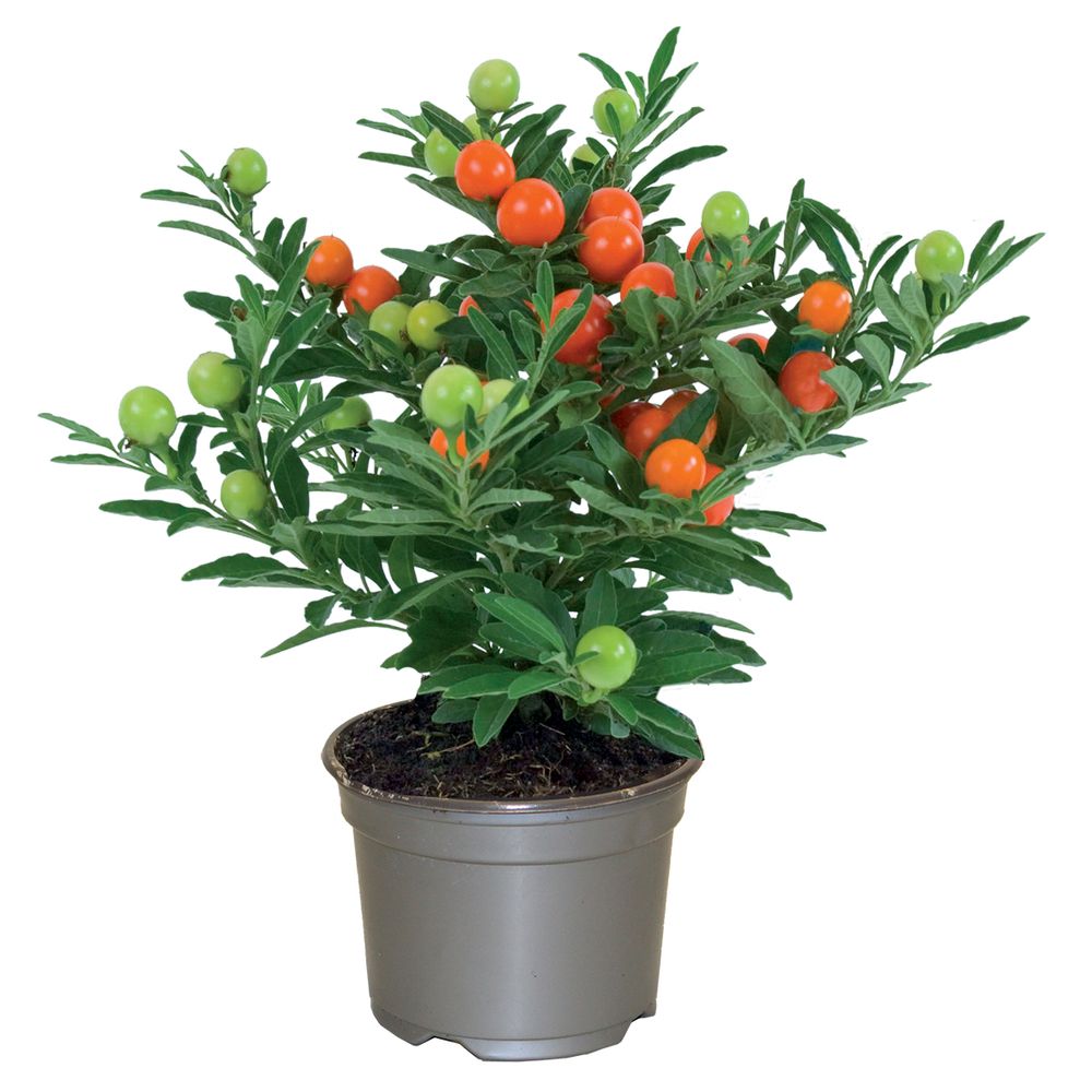 Solanum pot 10,5 cm