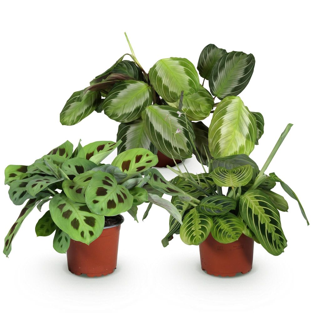 Maranta mix - silverband, lemon lime & kerchoveana - pet-friendly - pot de 12cm - hauteur 25cm