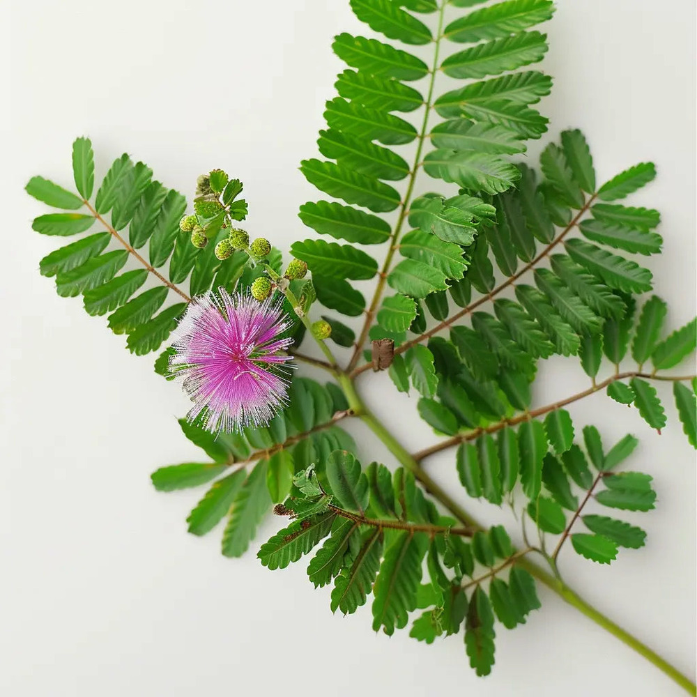 60 graines de sensitive (mimosa pudica) - semisauvage permaculture