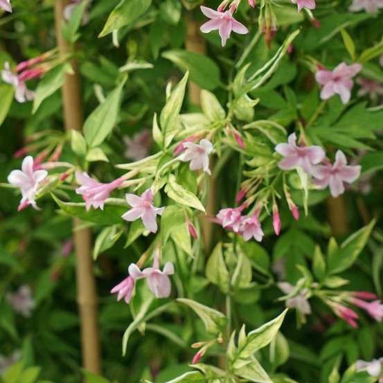 Jasmin de saint-étienne - jasminum stephanense 3l - 60/90cm