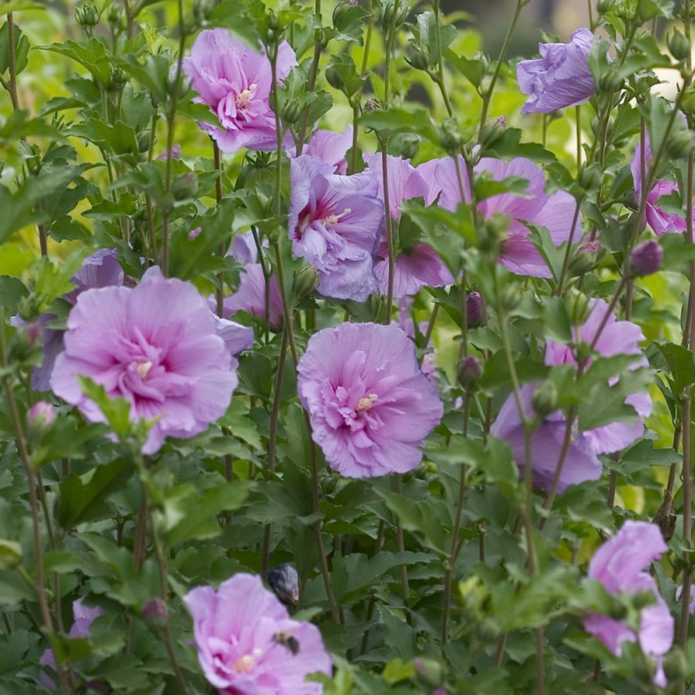 Hibiscus lavender chiffon® 'notwoodone', althéa pot de 4l - 40/60 cm