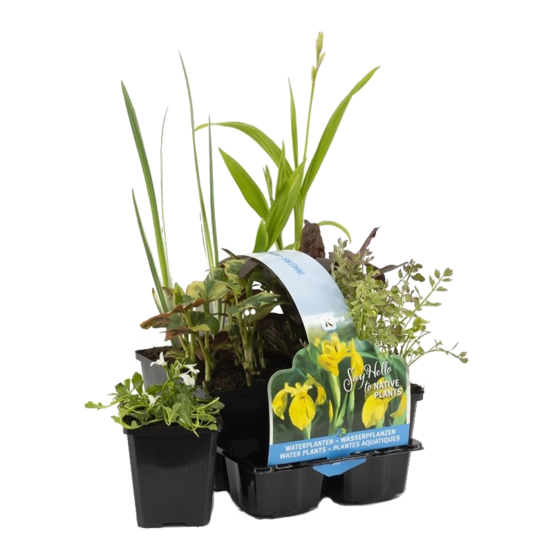 Lot de 6 - plantes de bassin indigènes - zones de bassin 1-2-3 - 15-25 cm de haut - pot 9 cm