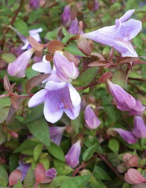 Abélia à grandes fleurs 'pinky bells' pot de 2l/3l