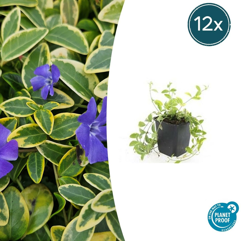 Petite pervenche 'aureovariegata' x12 – entre 0,75 et 1m2
