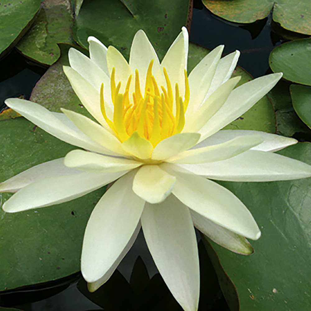 Nymphaea 'Charlene Strawn' - nénuphar mature en racines nues avec tiges, feuilles et boutons.