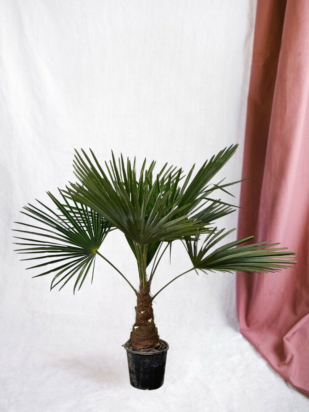 Trachycarpus palmier 90cm - plante d'intérieur