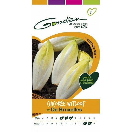 Chicorée witloof de bruxelle