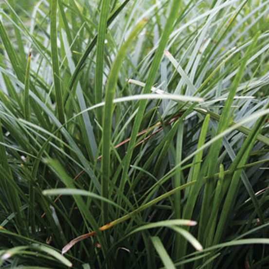 6 x muguet du japon - ophiopogon japonicus - godet 9cm x 9cm