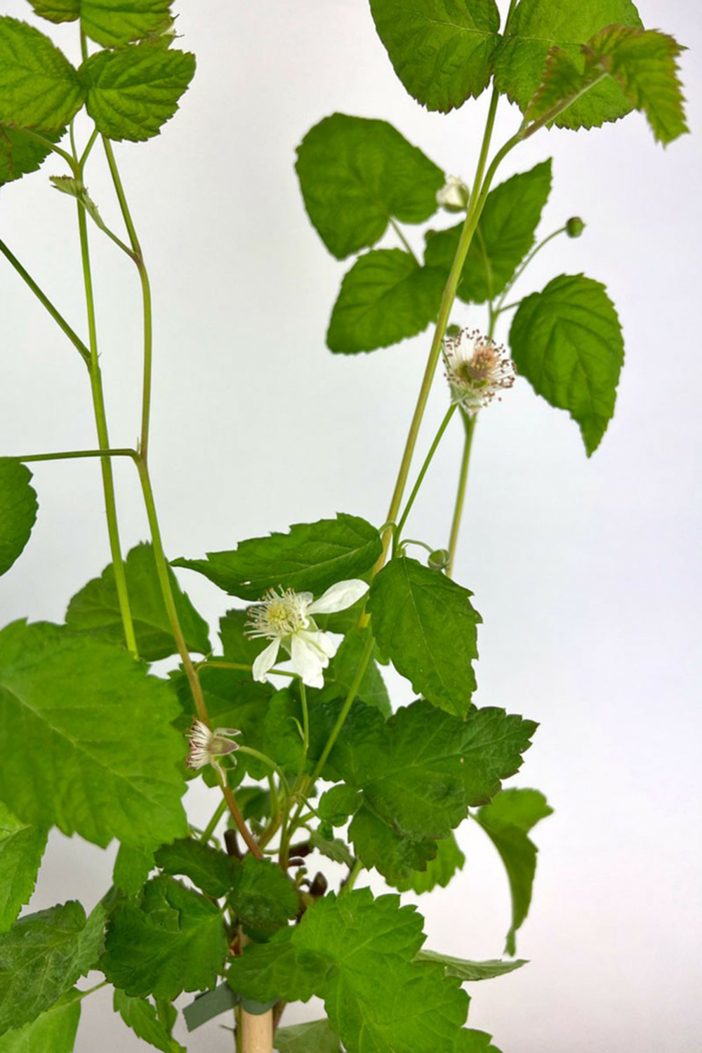 Mûrier tayberry 'buckingham' - en pot de 1,5 litres