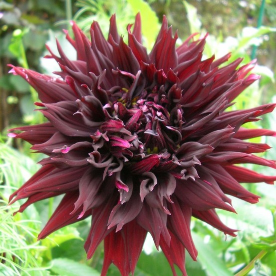 Dahlia gpe dentelles 'kenora macob' bulbe calibre i
