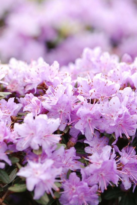 Rhododendron 'impeditum select' - en pot de 4 litres