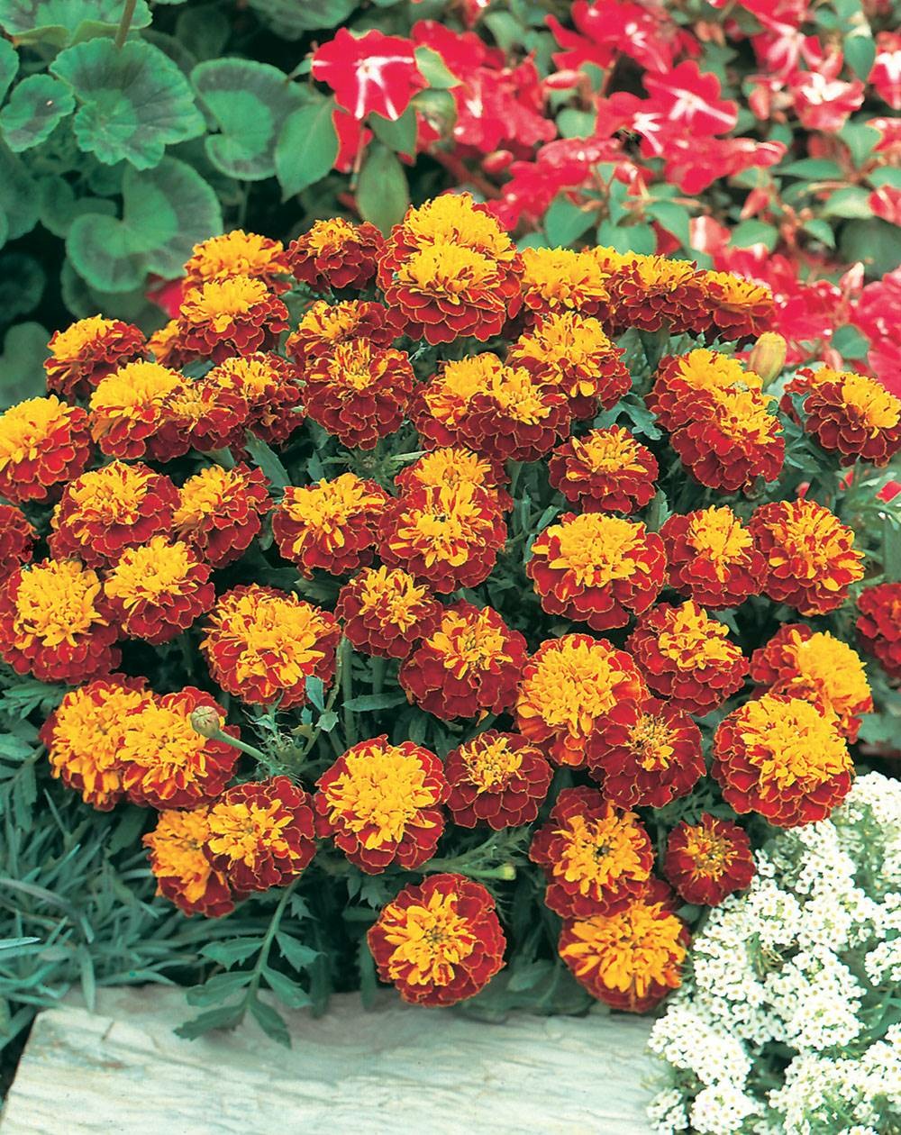 Oeillet d inde spry collerette - 0.5 g